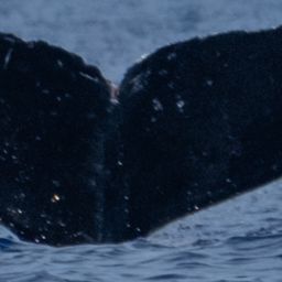 Fluke of HW-MN0445434
