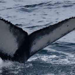 Fluke of HW-MN0104537