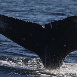 Fluke of CRC-23727