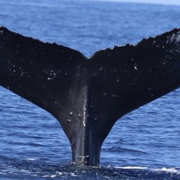 Fluke of заноза
