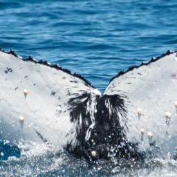 Fluke of HW-MN0805717