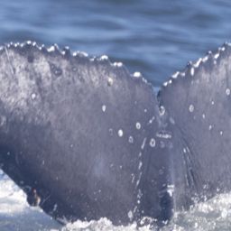 Fluke of HW-MN0805718
