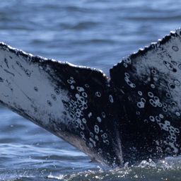 Fluke of HW-MN0805720