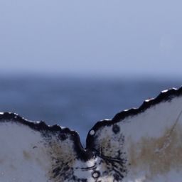 Fluke of HW-MN0805722