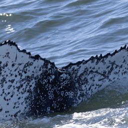 Fluke of HW-MN0805726