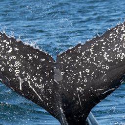 Fluke of HW-MN0805727