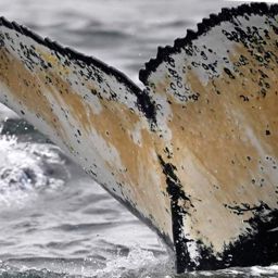 Fluke of HW-MN0805736