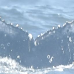 Fluke of HW-MN0805738