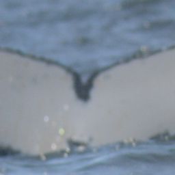 Fluke of HW-MN0805739