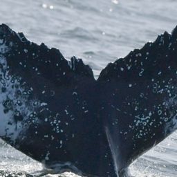 Fluke of HW-MN0805740