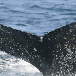 Fluke of HW-MN0805742