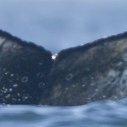 Fluke of HW-MN0805743