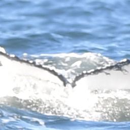 Fluke of HW-MN0805744