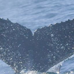 Fluke of HW-MN0805745