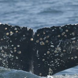 Fluke of HW-MN0805747