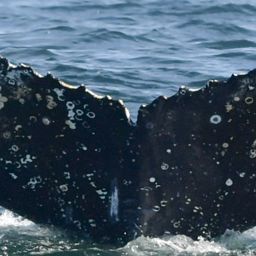 Fluke of HW-MN0805748