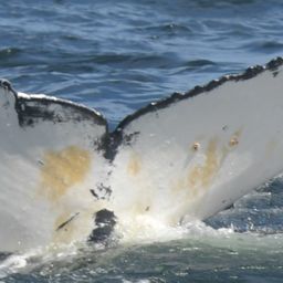 Fluke of HW-MN0805750