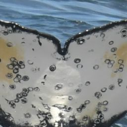 Fluke of HW-MN0805751