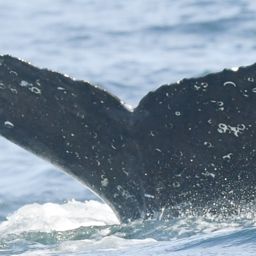 Fluke of HW-MN0805752