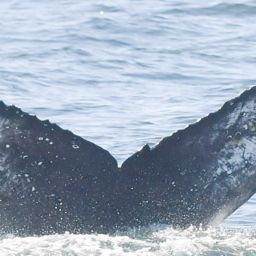 Fluke of HW-MN0805753