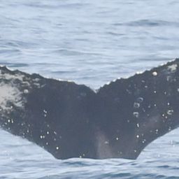 Fluke of HW-MN0805754