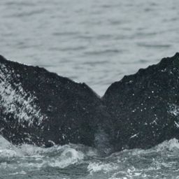 Fluke of Bauxbaumia