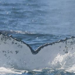 Fluke of HW-MN0805755