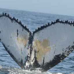 Fluke of HW-MN0805756