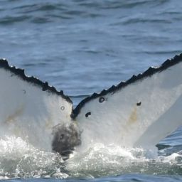 Fluke of HW-MN0805757