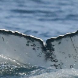 Fluke of HW-MN0805758
