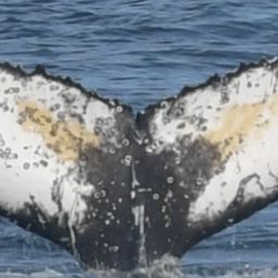 Fluke of HW-MN0805781