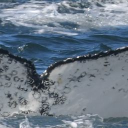 Fluke of HW-MN0805759