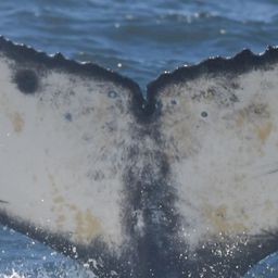 Fluke of HW-MN0805760
