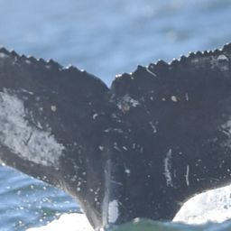 Fluke of Colibri