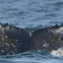 Fluke of HW-MN0805762