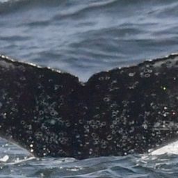 Fluke of HW-MN0805764