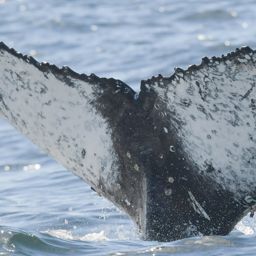 Fluke of HW-MN0805765