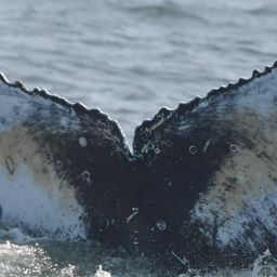 Fluke of HW-MN0805766