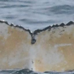 Fluke of HW-MN0805767