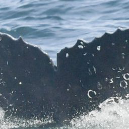 Fluke of HW-MN0805770