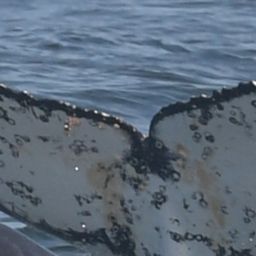 Fluke of HW-MN0805773