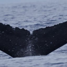 Fluke of HW-MN0440791