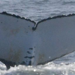 Fluke of HW-MN0805774