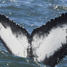 Fluke of HW-MN0805775