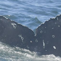 Fluke of HW-MN0805776