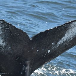 Fluke of HW-MN0805777