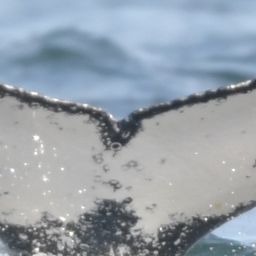 Fluke of HW-MN0805778