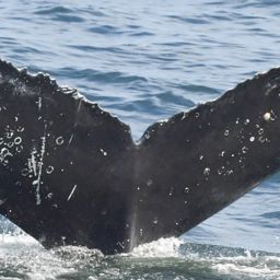 Fluke of HW-MN0805779