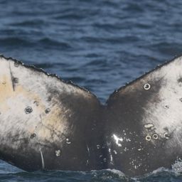 Fluke of HW-MN0805780