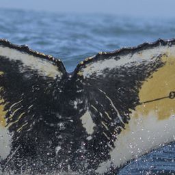 Fluke of HW-MN0805784
